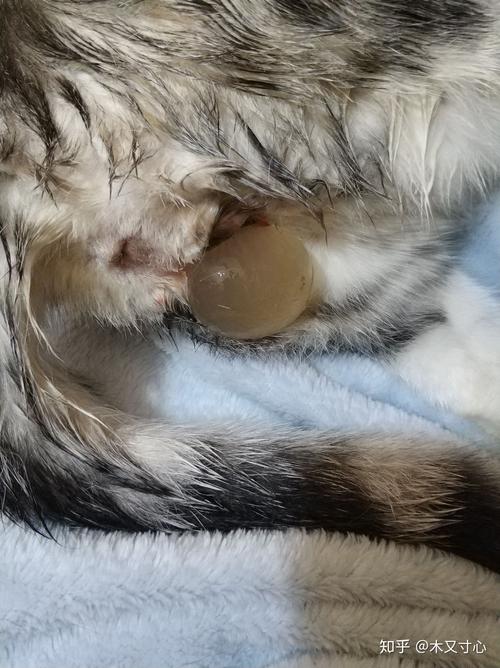 猫咪第一次生产_猫咪第一次生产存活率-第2张图片-后鲨宠物 猫咪第一次生产_猫咪第一次生产存活率-第2张图片-后鲨宠物