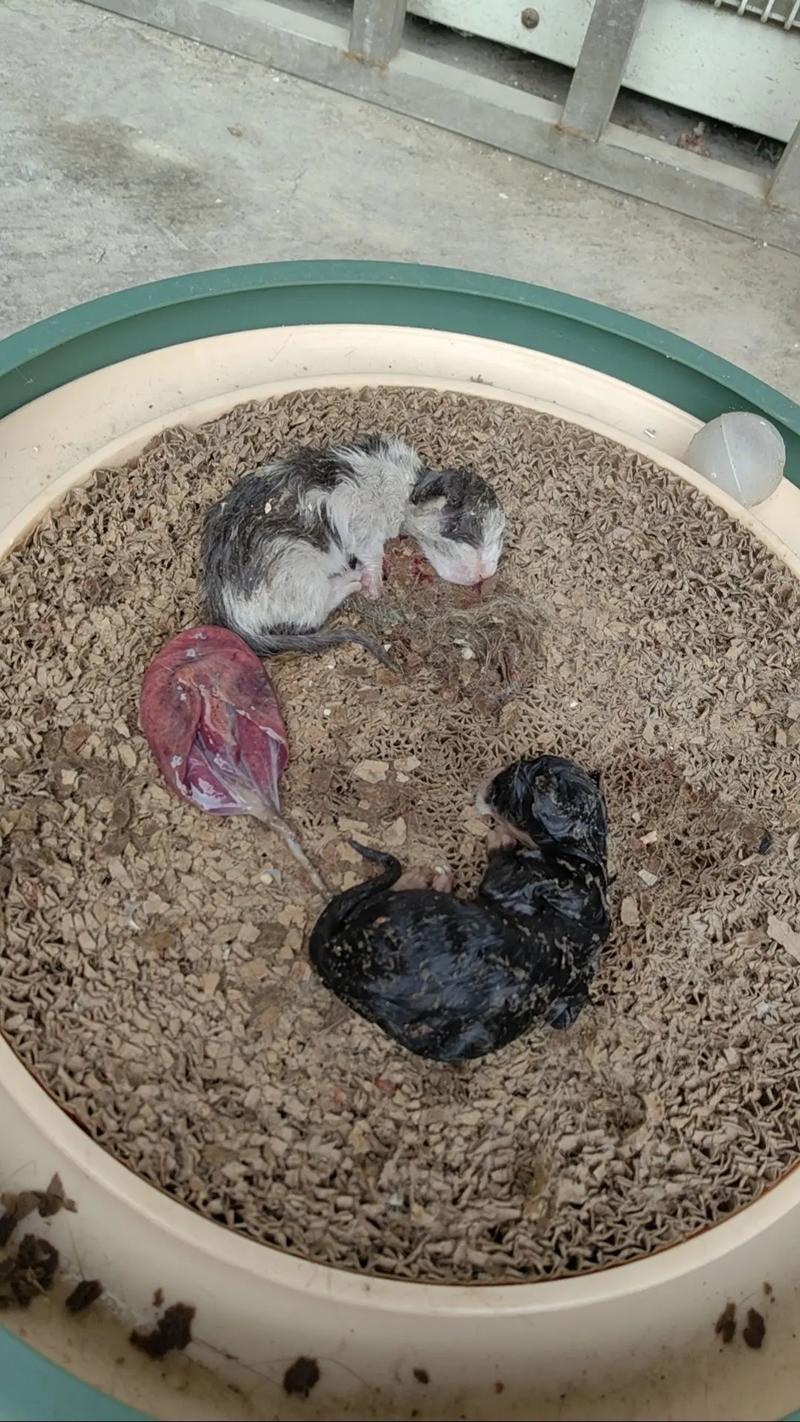 猫咪第一次生产_猫咪第一次生产存活率-第3张图片-后鲨宠物 猫咪第一次生产_猫咪第一次生产存活率-第3张图片-后鲨宠物