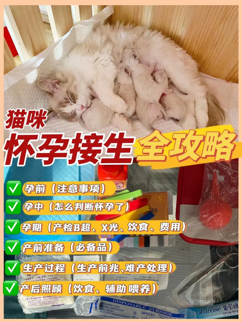 猫咪第一次生产_猫咪第一次生产存活率-第5张图片-后鲨宠物 猫咪第一次生产_猫咪第一次生产存活率-第5张图片-后鲨宠物
