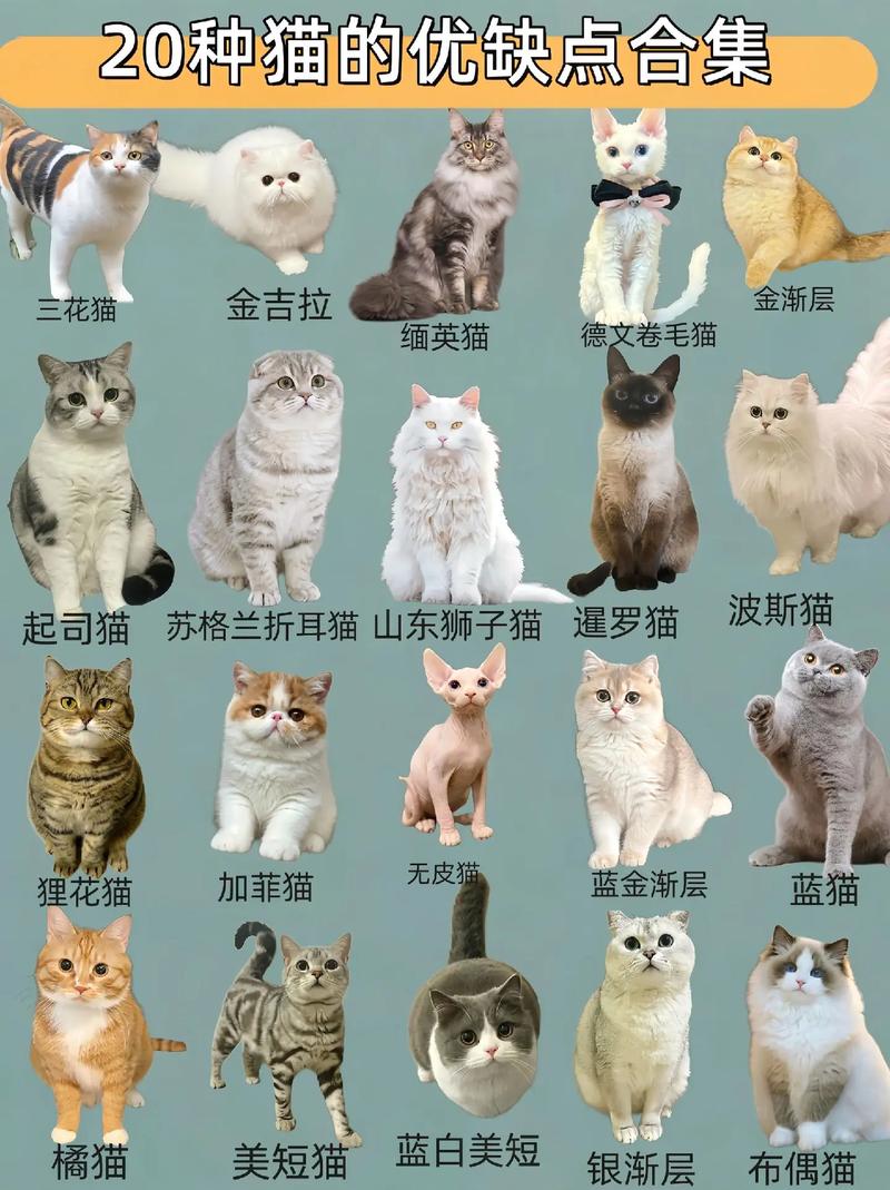 猫咪的所有品种,猫咪所有品种图片?-第4张图片-后鲨宠物 猫咪的所有品种,猫咪所有品种图片?-第4张图片-后鲨宠物