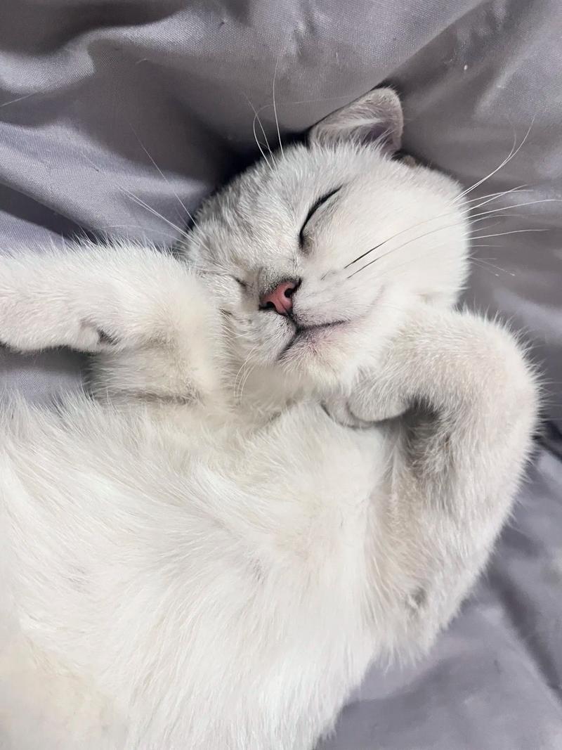 猫咪睡觉吧唧嘴,猫咪睡觉吧唧嘴抽搐-第2张图片-后鲨宠物 猫咪睡觉吧唧嘴,猫咪睡觉吧唧嘴抽搐-第2张图片-后鲨宠物