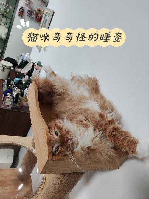 猫咪睡觉吧唧嘴,猫咪睡觉吧唧嘴抽搐-第3张图片-后鲨宠物 猫咪睡觉吧唧嘴,猫咪睡觉吧唧嘴抽搐-第3张图片-后鲨宠物