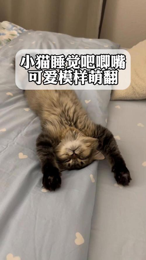 猫咪睡觉吧唧嘴,猫咪睡觉吧唧嘴抽搐-第4张图片-后鲨宠物 猫咪睡觉吧唧嘴,猫咪睡觉吧唧嘴抽搐-第4张图片-后鲨宠物