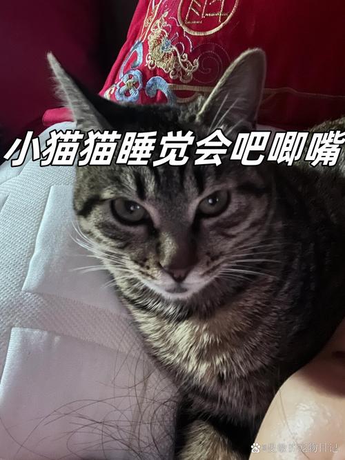 猫咪睡觉吧唧嘴,猫咪睡觉吧唧嘴抽搐-第5张图片-后鲨宠物 猫咪睡觉吧唧嘴,猫咪睡觉吧唧嘴抽搐-第5张图片-后鲨宠物