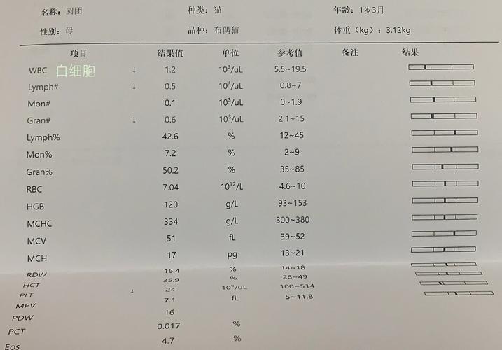猫咪白细胞偏低_猫咪的白细胞低于多少算危险-第6张图片-后鲨宠物 猫咪白细胞偏低_猫咪的白细胞低于多少算危险-第6张图片-后鲨宠物