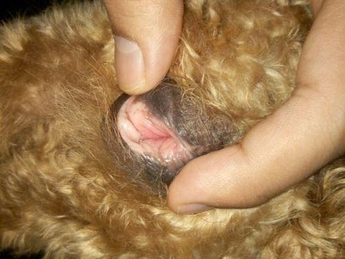 泰迪狗狗能吃桃子吗,泰迪犬可以吃桃子吗-第4张图片-后鲨宠物 泰迪狗狗能吃桃子吗,泰迪犬可以吃桃子吗-第4张图片-后鲨宠物