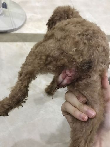 泰迪狗狗能吃桃子吗,泰迪犬可以吃桃子吗-第6张图片-后鲨宠物 泰迪狗狗能吃桃子吗,泰迪犬可以吃桃子吗-第6张图片-后鲨宠物