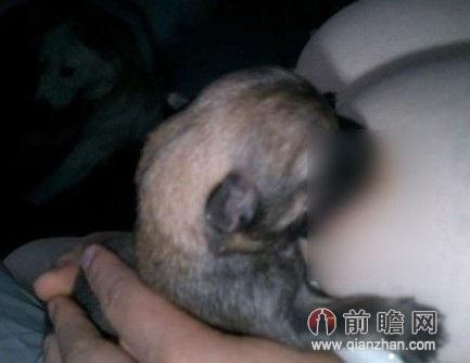 狗狗可以喝人的母乳吗_狗能喝人的母乳有说法吗-第5张图片-后鲨宠物 狗狗可以喝人的母乳吗_狗能喝人的母乳有说法吗-第5张图片-后鲨宠物