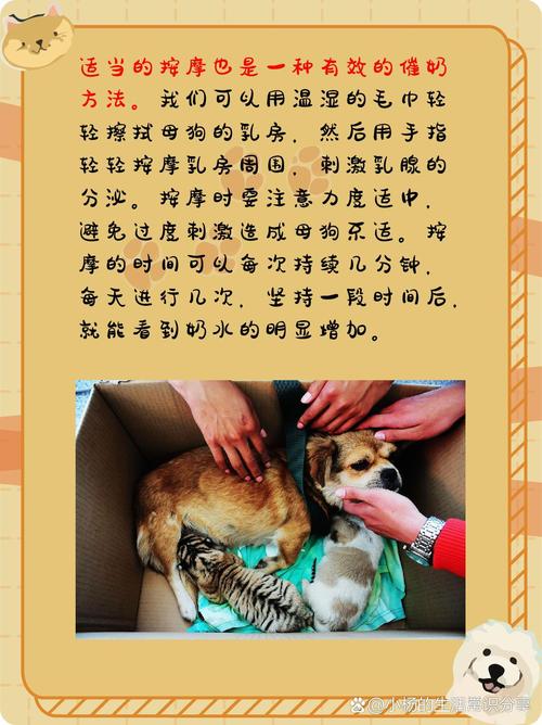 狗狗可以喝人的母乳吗_狗能喝人的母乳有说法吗-第4张图片-后鲨宠物 狗狗可以喝人的母乳吗_狗能喝人的母乳有说法吗-第4张图片-后鲨宠物