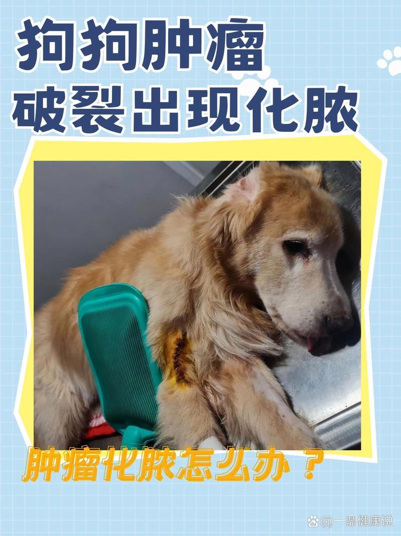 狗狗伤口化脓用什么药,狗狗伤口化脓用什么药比较好?-第5张图片-后鲨宠物 狗狗伤口化脓用什么药,狗狗伤口化脓用什么药比较好?-第5张图片-后鲨宠物