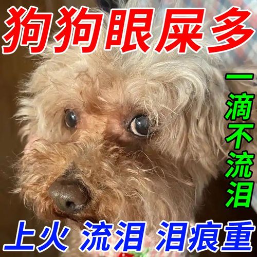  狗狗泪痕用什么眼药水，狗狗泪痕严重用什么眼药水好-第5张图片-后鲨宠物