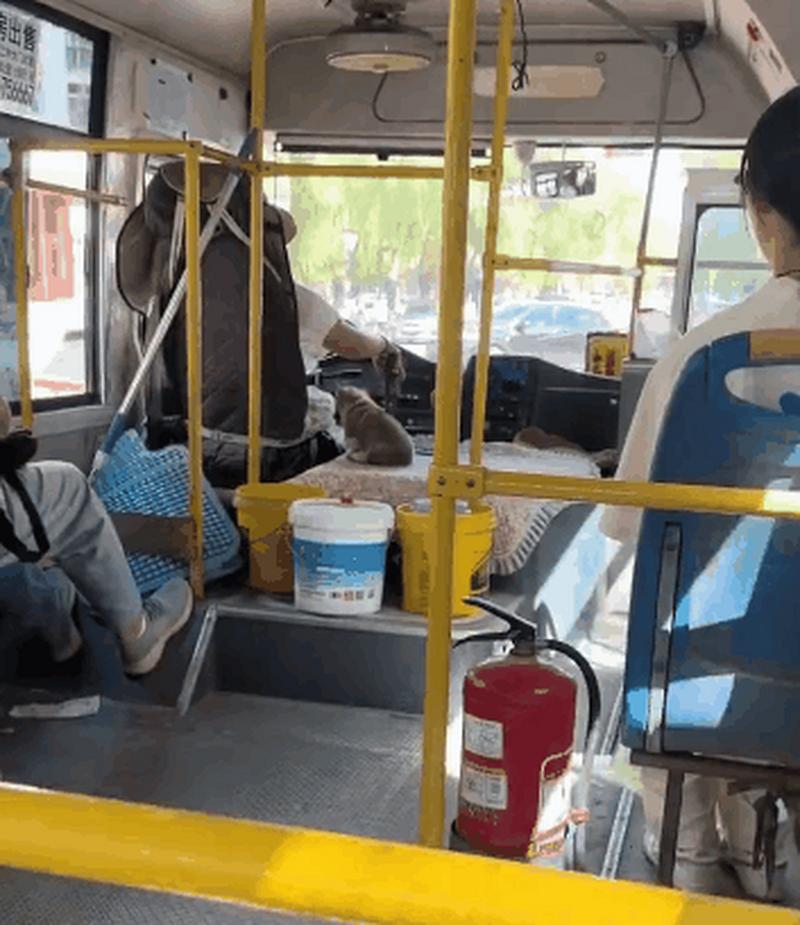 狗狗能坐公交车吗_狗能不能坐公交车-第3张图片-后鲨宠物 狗狗能坐公交车吗_狗能不能坐公交车-第3张图片-后鲨宠物