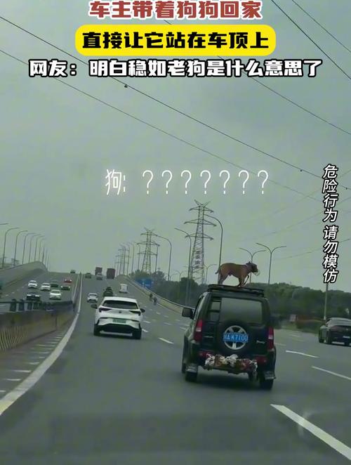 狗狗能坐公交车吗_狗能不能坐公交车-第5张图片-后鲨宠物 狗狗能坐公交车吗_狗能不能坐公交车-第5张图片-后鲨宠物