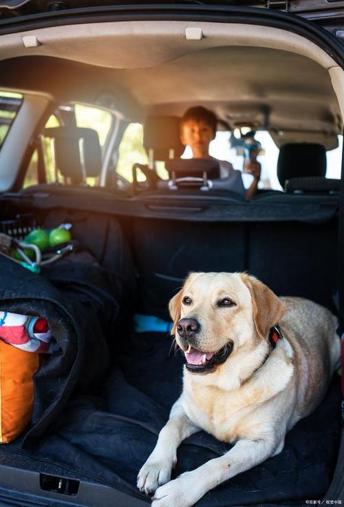 狗狗能坐公交车吗_狗能不能坐公交车-第6张图片-后鲨宠物 狗狗能坐公交车吗_狗能不能坐公交车-第6张图片-后鲨宠物