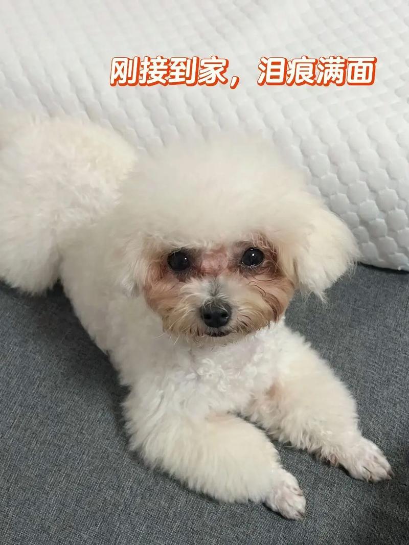 狗狗红色泪痕怎么洗掉，狗狗红色泪痕有什么组成如何破解？-第3张图片-后鲨宠物