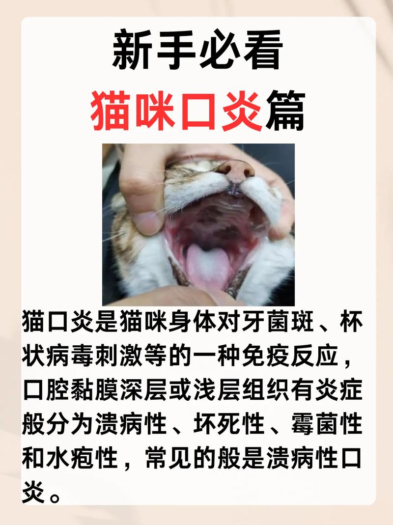  猫咪口炎如何在家治，猫咪口炎在家治疗用什么药-第1张图片-后鲨宠物