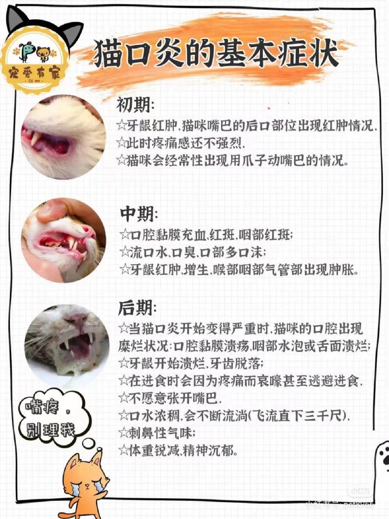  猫咪口炎如何在家治，猫咪口炎在家治疗用什么药-第3张图片-后鲨宠物