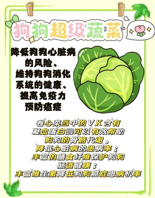 狗狗能吃卷心菜吗_小狗可以吃卷心菜吗-第3张图片-后鲨宠物 狗狗能吃卷心菜吗_小狗可以吃卷心菜吗-第3张图片-后鲨宠物