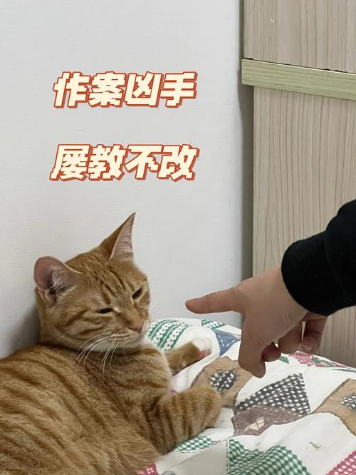猫咪在床上尿的应对办法_猫咪在床上尿的应对办法视频-第1张图片-后鲨宠物 猫咪在床上尿的应对办法_猫咪在床上尿的应对办法视频-第1张图片-后鲨宠物
