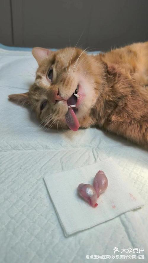 猫咪在床上尿的应对办法_猫咪在床上尿的应对办法视频-第2张图片-后鲨宠物 猫咪在床上尿的应对办法_猫咪在床上尿的应对办法视频-第2张图片-后鲨宠物