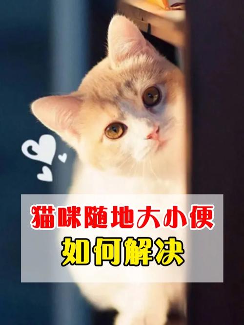 猫咪在床上尿的应对办法_猫咪在床上尿的应对办法视频-第3张图片-后鲨宠物 猫咪在床上尿的应对办法_猫咪在床上尿的应对办法视频-第3张图片-后鲨宠物