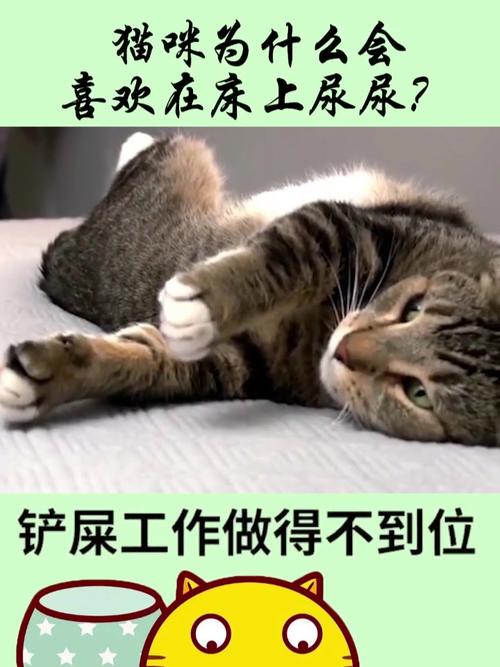 猫咪在床上尿的应对办法_猫咪在床上尿的应对办法视频-第4张图片-后鲨宠物 猫咪在床上尿的应对办法_猫咪在床上尿的应对办法视频-第4张图片-后鲨宠物