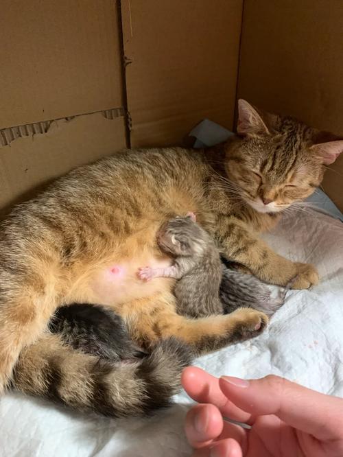 猫猫怀孕多久生,猫猫怀孕多久生产,时间怎么算-第4张图片-后鲨宠物 猫猫怀孕多久生,猫猫怀孕多久生产,时间怎么算-第4张图片-后鲨宠物