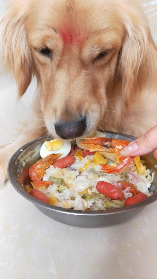 狗狗能吃虾皮吗_狗狗能吃虾皮吗有营养吗-第4张图片-后鲨宠物 狗狗能吃虾皮吗_狗狗能吃虾皮吗有营养吗-第4张图片-后鲨宠物