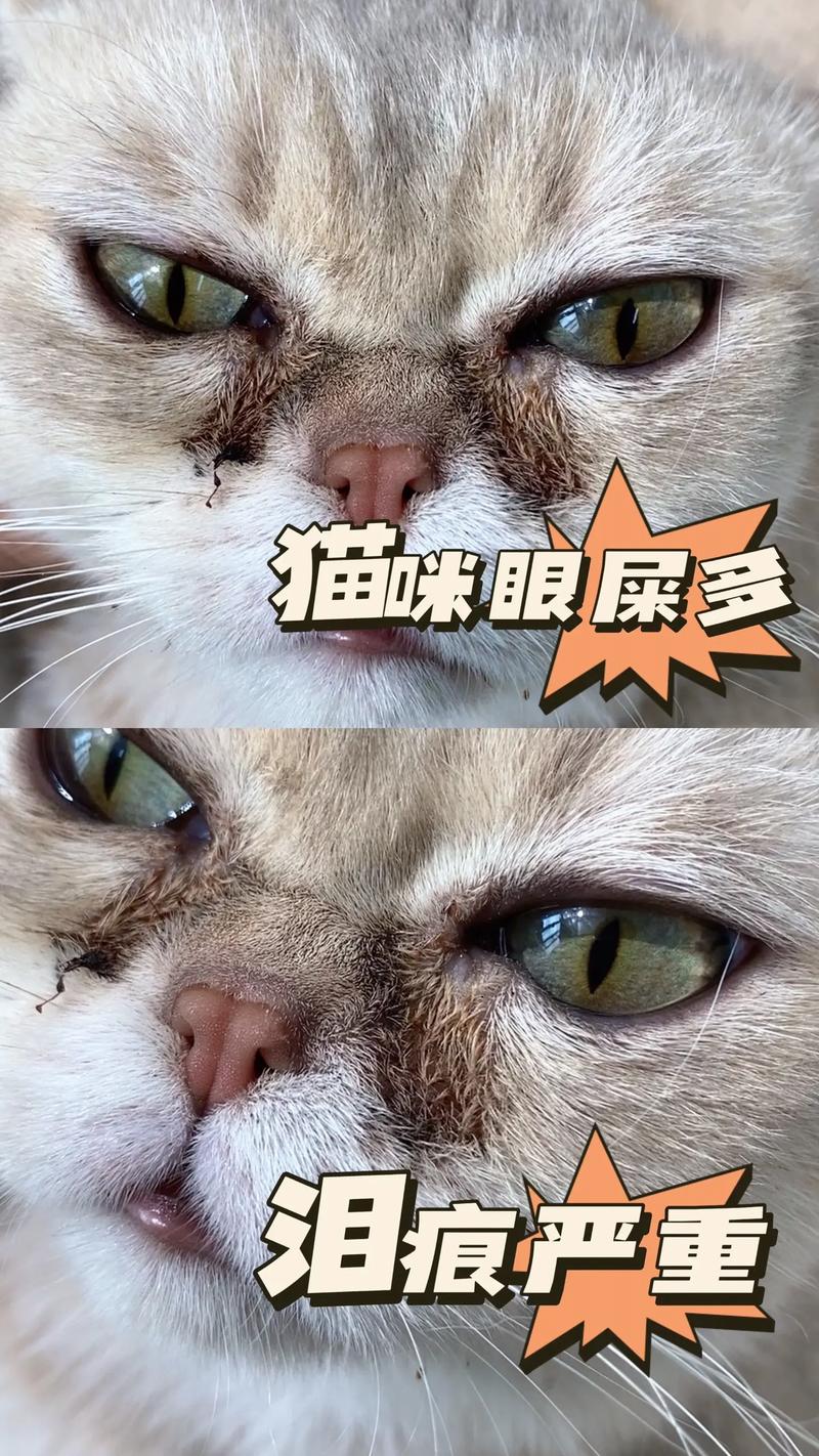 猫咪流眼泪有眼屎_猫咪流眼泪有眼屎是什么原因-第1张图片-后鲨宠物 猫咪流眼泪有眼屎_猫咪流眼泪有眼屎是什么原因-第1张图片-后鲨宠物