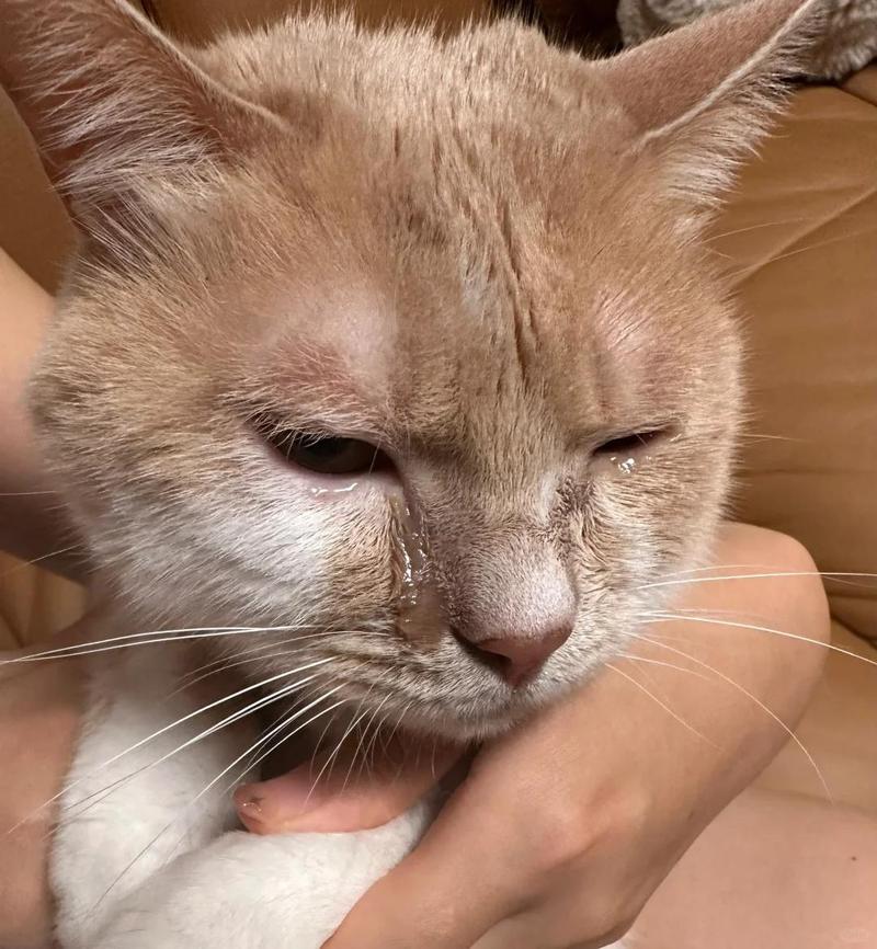 猫咪流眼泪有眼屎_猫咪流眼泪有眼屎是什么原因-第5张图片-后鲨宠物 猫咪流眼泪有眼屎_猫咪流眼泪有眼屎是什么原因-第5张图片-后鲨宠物