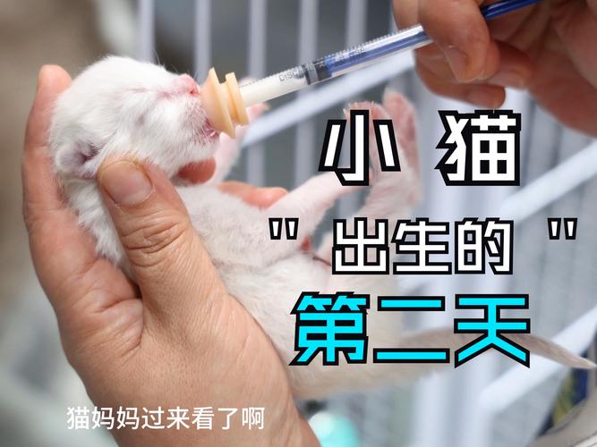 小猫咪可以喝牛奶吗,猫咪喝了牛奶怎么办?-第1张图片-后鲨宠物 小猫咪可以喝牛奶吗,猫咪喝了牛奶怎么办?-第1张图片-后鲨宠物