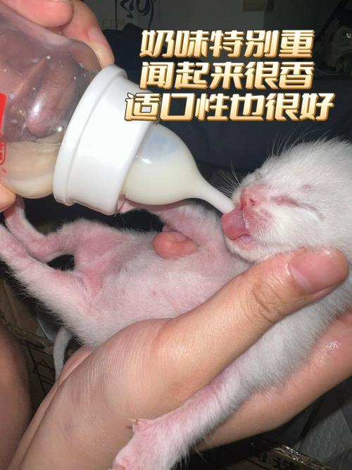 小猫咪可以喝牛奶吗,猫咪喝了牛奶怎么办?-第6张图片-后鲨宠物 小猫咪可以喝牛奶吗,猫咪喝了牛奶怎么办?-第6张图片-后鲨宠物