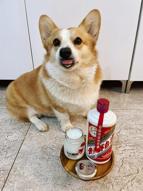 狗狗喝了酒怎么办,狗狗喝到酒了会怎么样?-第1张图片-后鲨宠物 狗狗喝了酒怎么办,狗狗喝到酒了会怎么样?-第1张图片-后鲨宠物