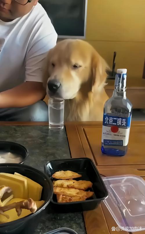 狗狗喝了酒怎么办,狗狗喝到酒了会怎么样?-第4张图片-后鲨宠物 狗狗喝了酒怎么办,狗狗喝到酒了会怎么样?-第4张图片-后鲨宠物