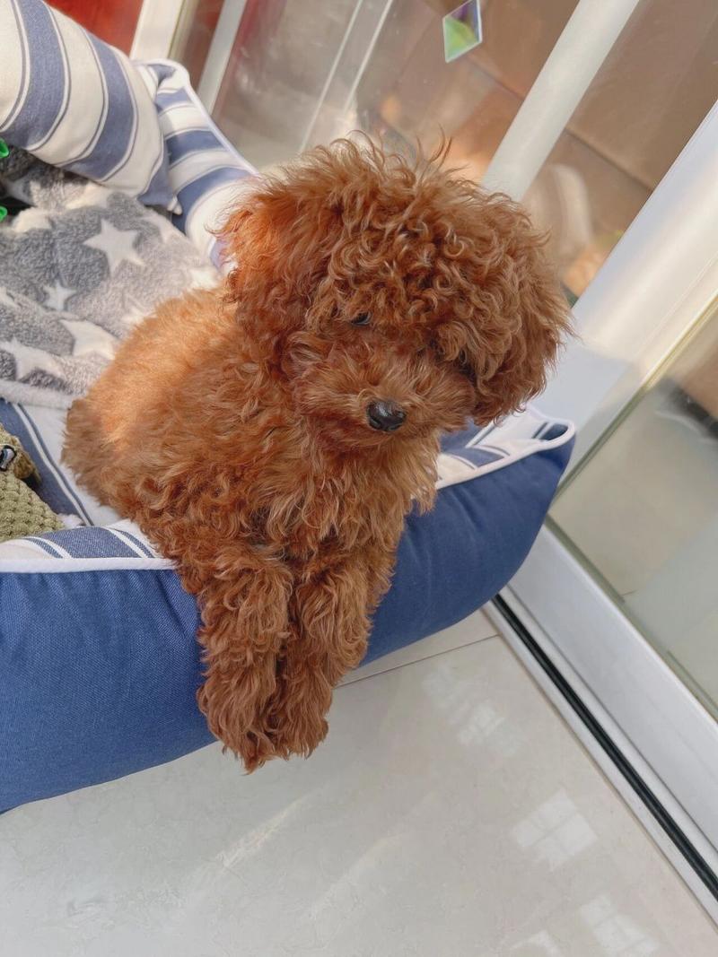 狗狗吃了防腐剂怎么办_狗狗吃了防腐剂会怎么样-第3张图片-后鲨宠物 狗狗吃了防腐剂怎么办_狗狗吃了防腐剂会怎么样-第3张图片-后鲨宠物