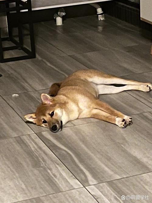 狗狗吃了防腐剂怎么办_狗狗吃了防腐剂会怎么样-第4张图片-后鲨宠物 狗狗吃了防腐剂怎么办_狗狗吃了防腐剂会怎么样-第4张图片-后鲨宠物