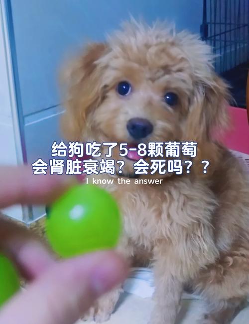 狗狗吃了防腐剂怎么办_狗狗吃了防腐剂会怎么样-第5张图片-后鲨宠物 狗狗吃了防腐剂怎么办_狗狗吃了防腐剂会怎么样-第5张图片-后鲨宠物