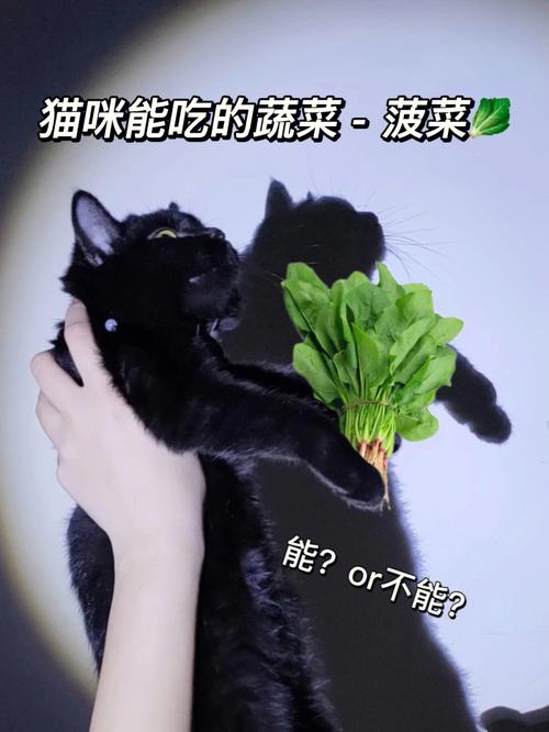 猫咪可以吃菠菜吗,小猫可以吃菠菜嘛?-第3张图片-后鲨宠物 猫咪可以吃菠菜吗,小猫可以吃菠菜嘛?-第3张图片-后鲨宠物