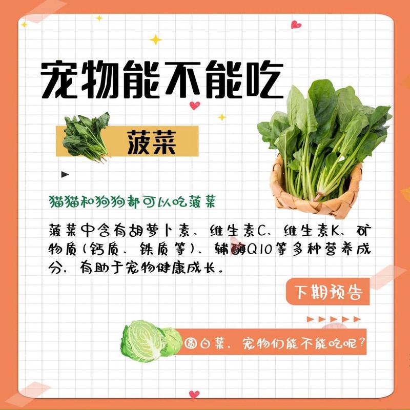猫咪可以吃菠菜吗,小猫可以吃菠菜嘛?-第4张图片-后鲨宠物 猫咪可以吃菠菜吗,小猫可以吃菠菜嘛?-第4张图片-后鲨宠物