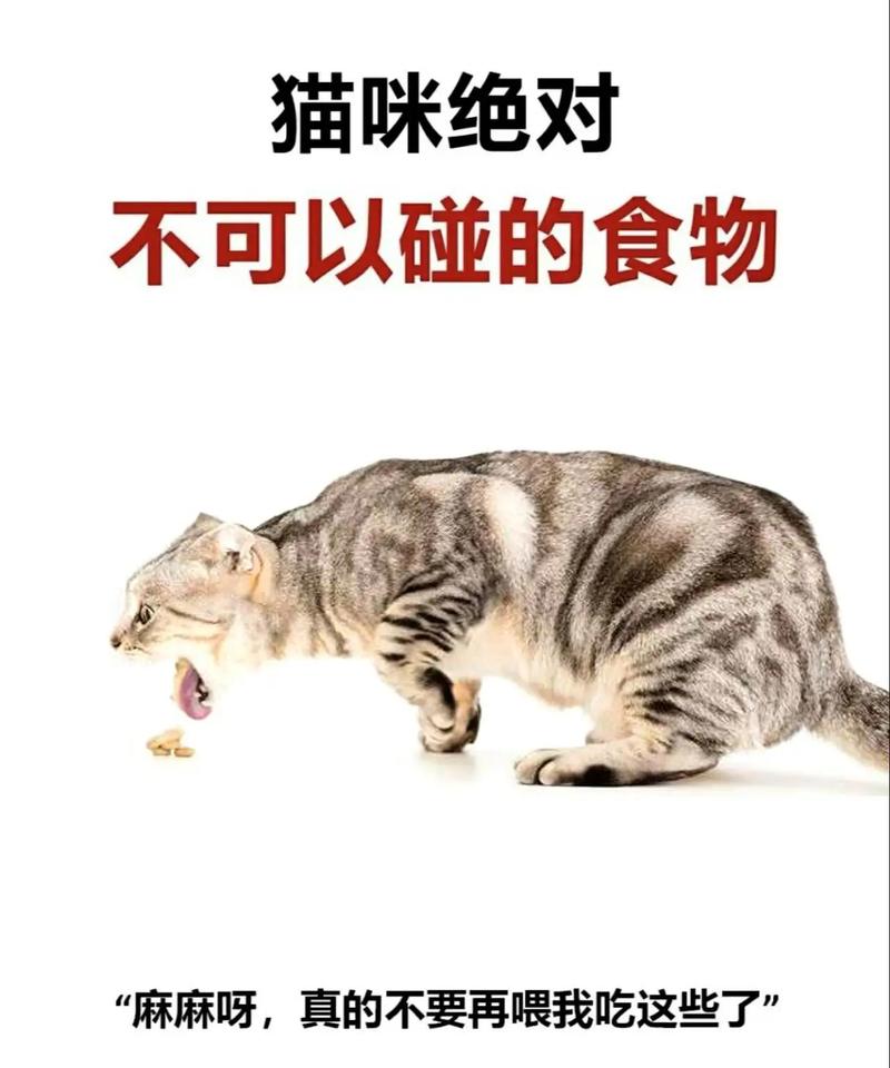 猫咪可以吃菠菜吗,小猫可以吃菠菜嘛?-第5张图片-后鲨宠物 猫咪可以吃菠菜吗,小猫可以吃菠菜嘛?-第5张图片-后鲨宠物
