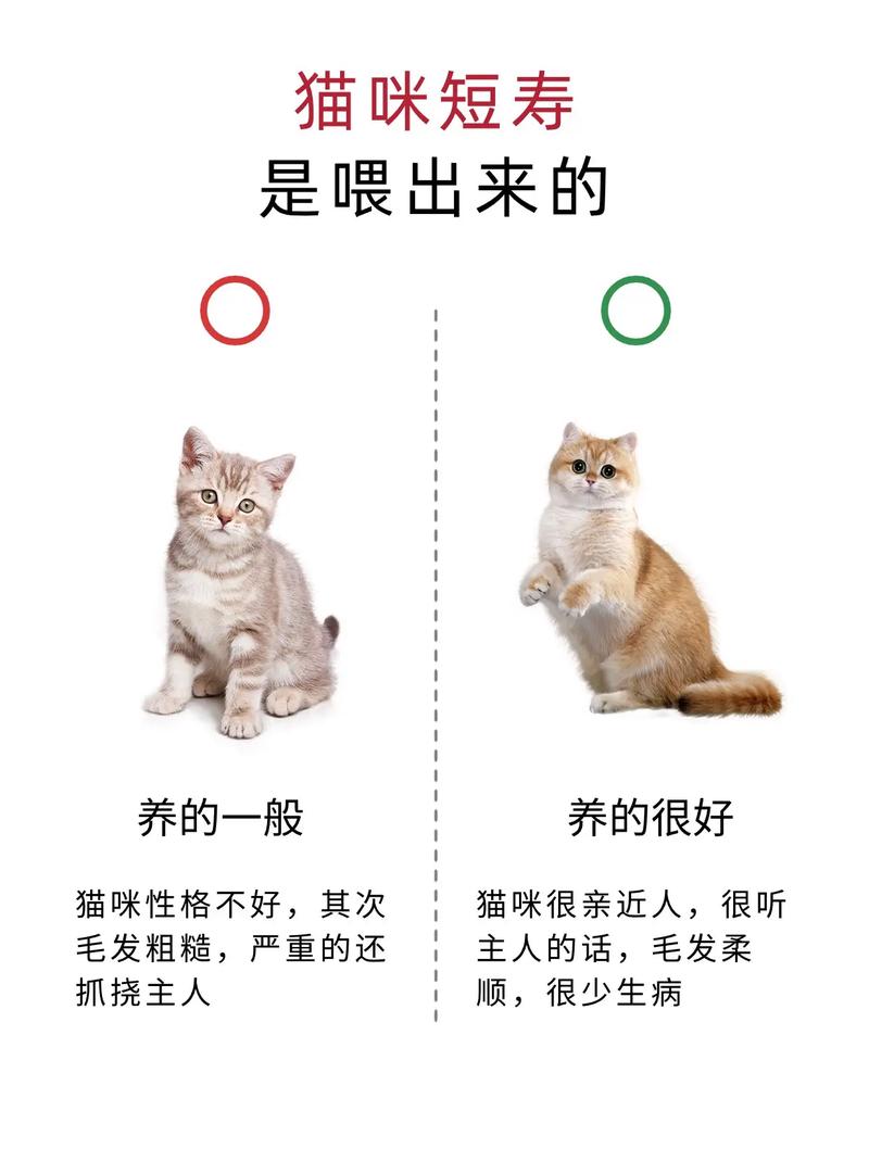 猫咪可以吃菠菜吗,小猫可以吃菠菜嘛?-第6张图片-后鲨宠物 猫咪可以吃菠菜吗,小猫可以吃菠菜嘛?-第6张图片-后鲨宠物