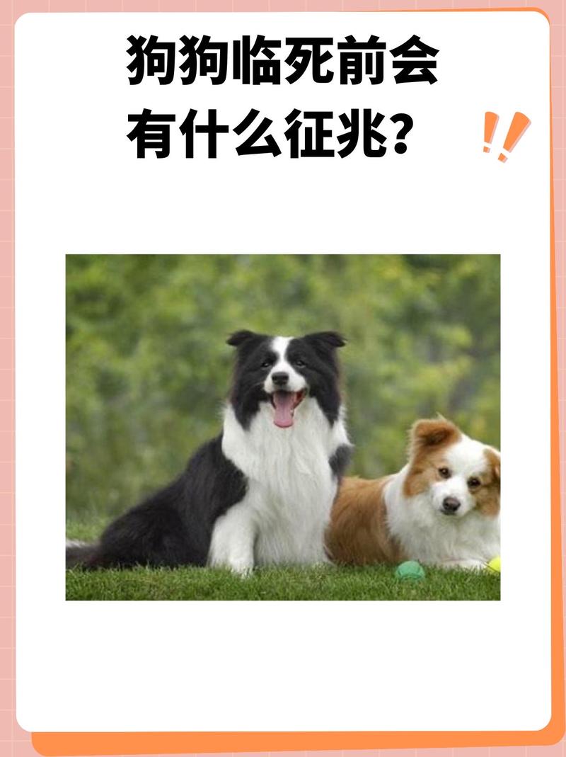 甲醛对狗狗有影响吗,狗对甲醛有免疫能力吗?-第1张图片-后鲨宠物 甲醛对狗狗有影响吗,狗对甲醛有免疫能力吗?-第1张图片-后鲨宠物