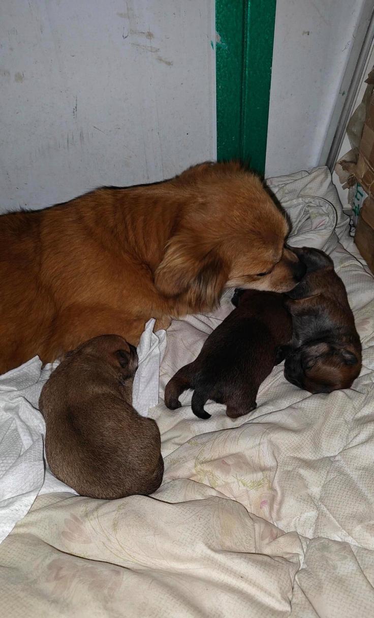 甲醛对狗狗有影响吗,狗对甲醛有免疫能力吗?-第2张图片-后鲨宠物 甲醛对狗狗有影响吗,狗对甲醛有免疫能力吗?-第2张图片-后鲨宠物