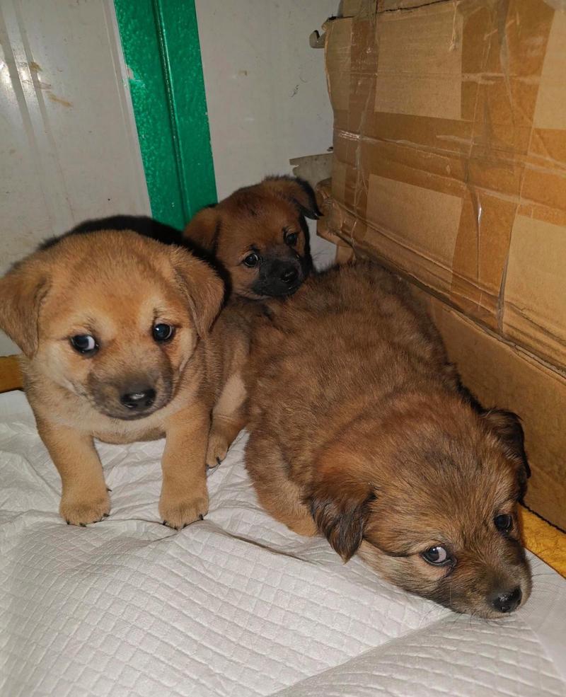 甲醛对狗狗有影响吗,狗对甲醛有免疫能力吗?-第5张图片-后鲨宠物 甲醛对狗狗有影响吗,狗对甲醛有免疫能力吗?-第5张图片-后鲨宠物