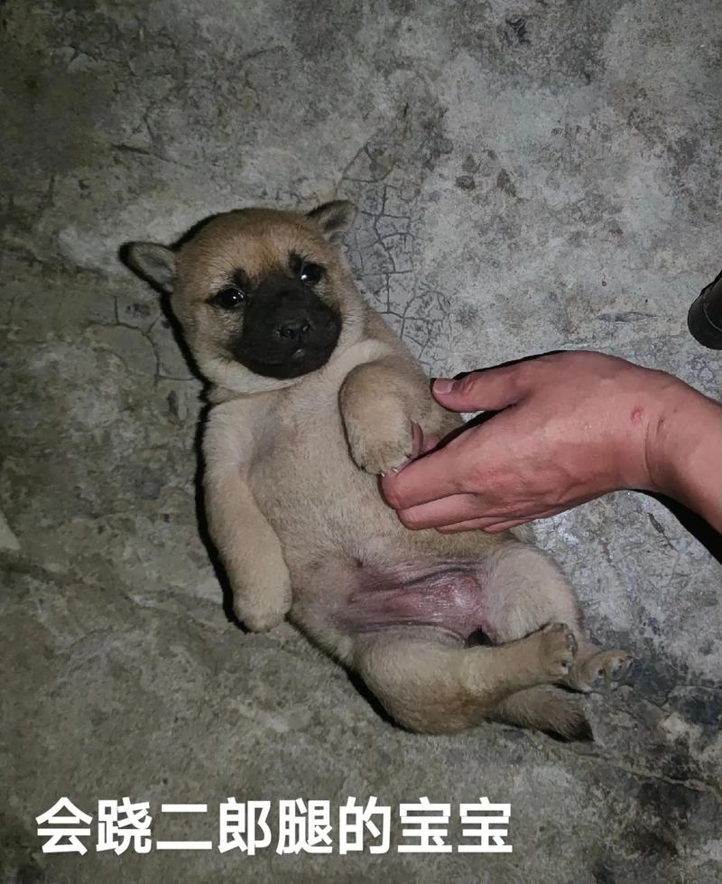 甲醛对狗狗有影响吗,狗对甲醛有免疫能力吗?-第6张图片-后鲨宠物 甲醛对狗狗有影响吗,狗对甲醛有免疫能力吗?-第6张图片-后鲨宠物