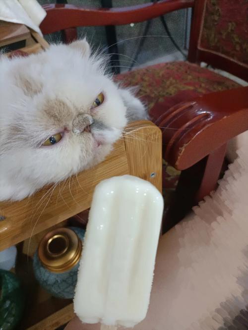  猫咪可以吃冰淇淋吗，猫可不可以吃冰淇淋-第3张图片-后鲨宠物