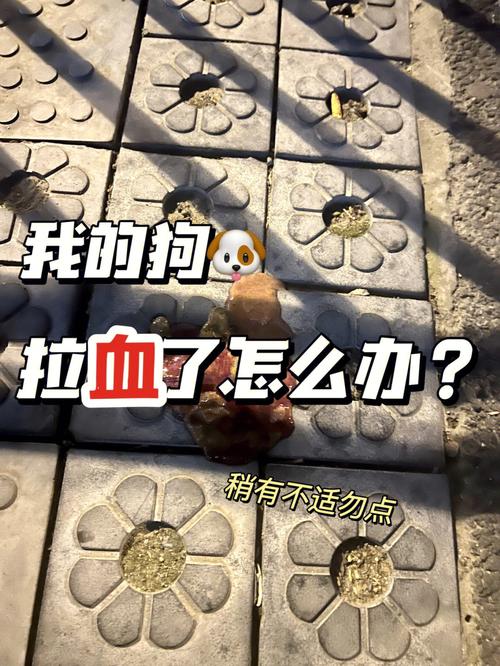 狗狗肠胃炎输液多少钱_狗狗肠胃炎输液多少钱一次-第6张图片-后鲨宠物 狗狗肠胃炎输液多少钱_狗狗肠胃炎输液多少钱一次-第6张图片-后鲨宠物