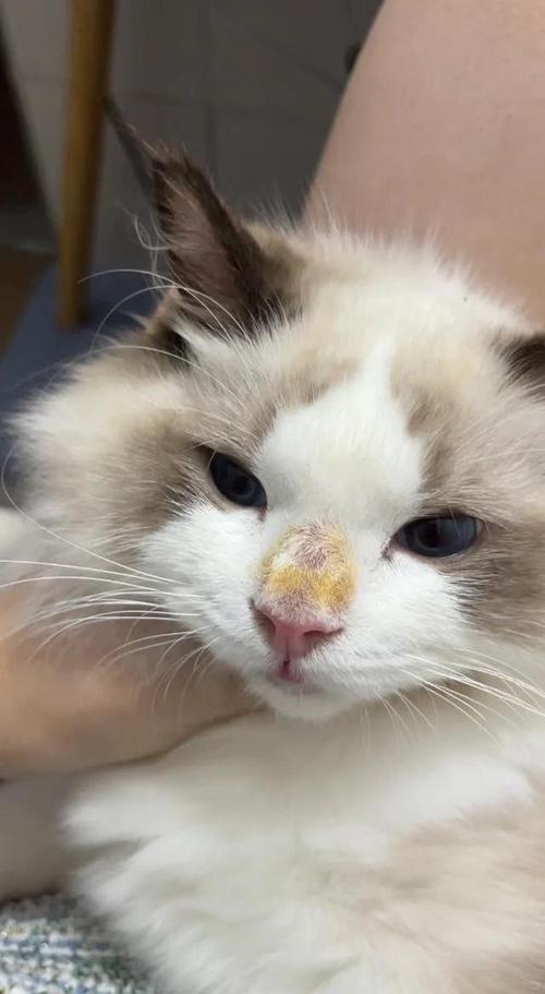 猫咪鼻子黑黑的_猫咪鼻子黑黑的怎么办-第5张图片-后鲨宠物 猫咪鼻子黑黑的_猫咪鼻子黑黑的怎么办-第5张图片-后鲨宠物