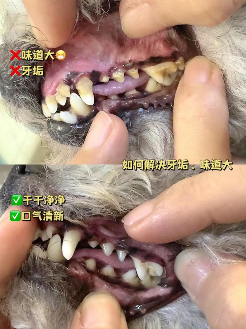 狗狗多大长牙齿,狗多大长犬牙-第5张图片-后鲨宠物 狗狗多大长牙齿,狗多大长犬牙-第5张图片-后鲨宠物