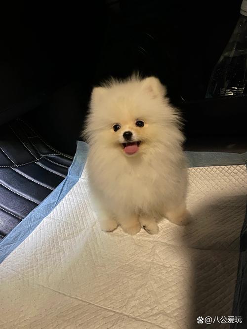 狗狗吃了槟榔会有事吗_狗狗吃了槟榔拉稀是什么原因-第2张图片-后鲨宠物 狗狗吃了槟榔会有事吗_狗狗吃了槟榔拉稀是什么原因-第2张图片-后鲨宠物